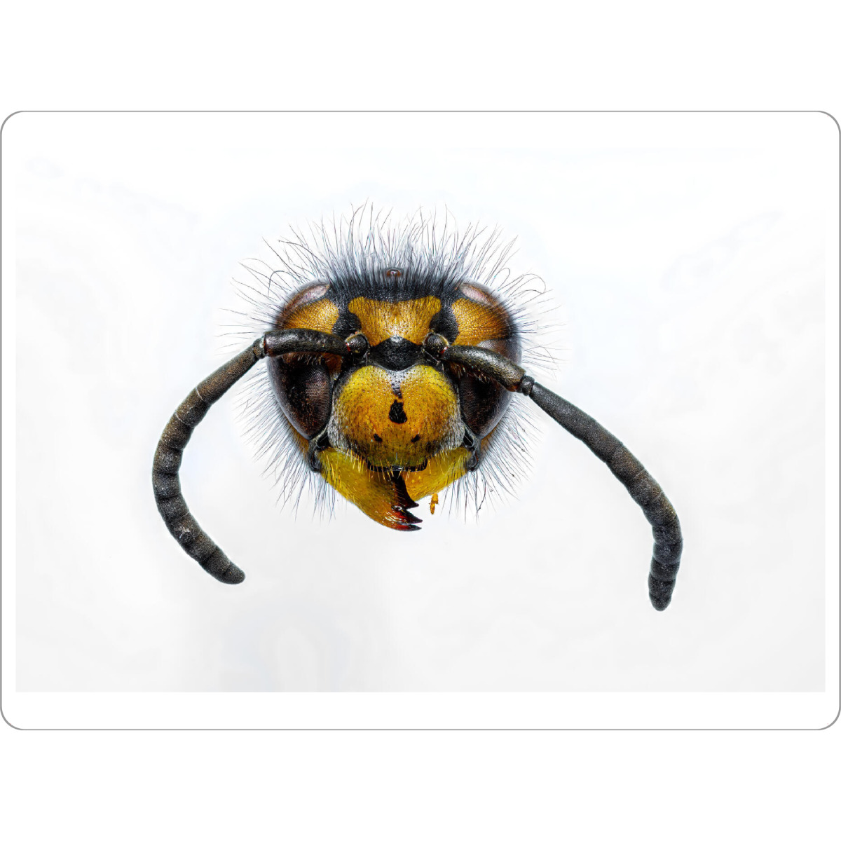 Tischset "Wespen" artboxONE - Tiere - Wespe,Kopf,Wespenkopf,Insekt,Insekten,Wespen - Bild wespe