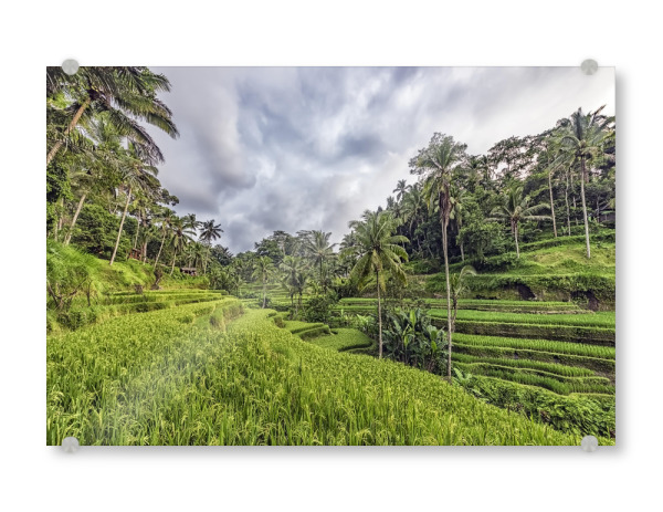 Acrylglasbild "Bali-Terrassen" artboxONE - Natur,Reise,Reise / Asien,Reise / Länder