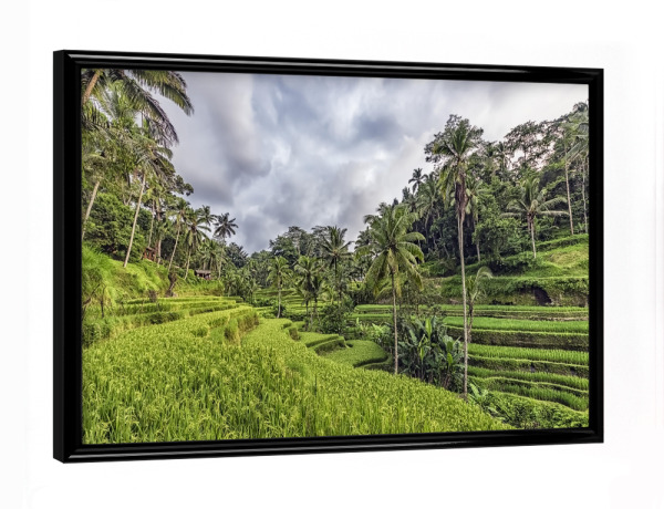 Poster mit schwarzem Rahmen "Bali-Terrassen" artboxONE - Natur,Reise,Reise / Asien,Reise / Länder
