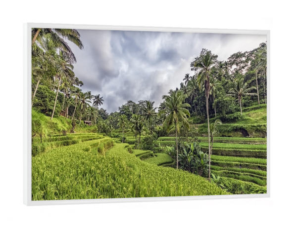 Poster mit weißem Rahmen "Bali-Terrassen" artboxONE - Natur,Reise,Reise / Asien,Reise / Länder