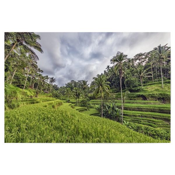 Poster "Bali-Terrassen" artboxONE - Natur,Reise,Reise / Asien,Reise / Länder