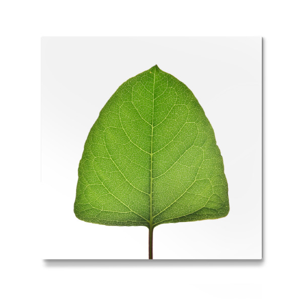 Galerie-Print "Fallopia japonica" 30x30 cm artboxONE