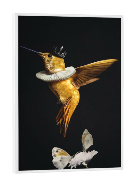 Poster mit weißem Rahmen "Königlicher Kolibri" artboxONE - Floral,Tiere - Kolibri,Royal,Schwarz und gold,Vogel,Tier