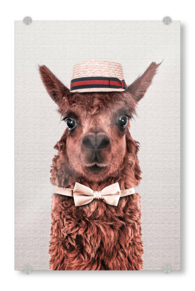 Acrylglasbild "Alpaka" artboxONE - Tiere - Alpaka,Tier mit hut,Tier mit kleidung,Fliege
