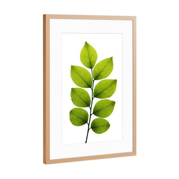 Poster mit Rahmen Kupfer "Symphoricarpos albus" artboxONE - Natur,Floral