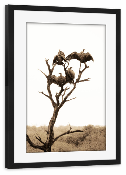 Poster mit Rahmen schwarz "Der Geierbaum" artboxONE - Natur,Reise,Tiere,Reise / Afrika,Reise / Länder