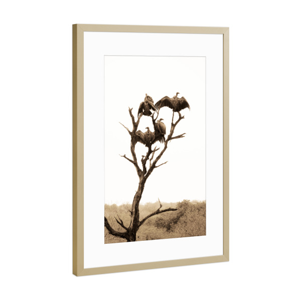 Poster mit Rahmen Gold "Der Geierbaum" artboxONE - Natur,Reise,Tiere,Reise / Afrika,Reise / Länder