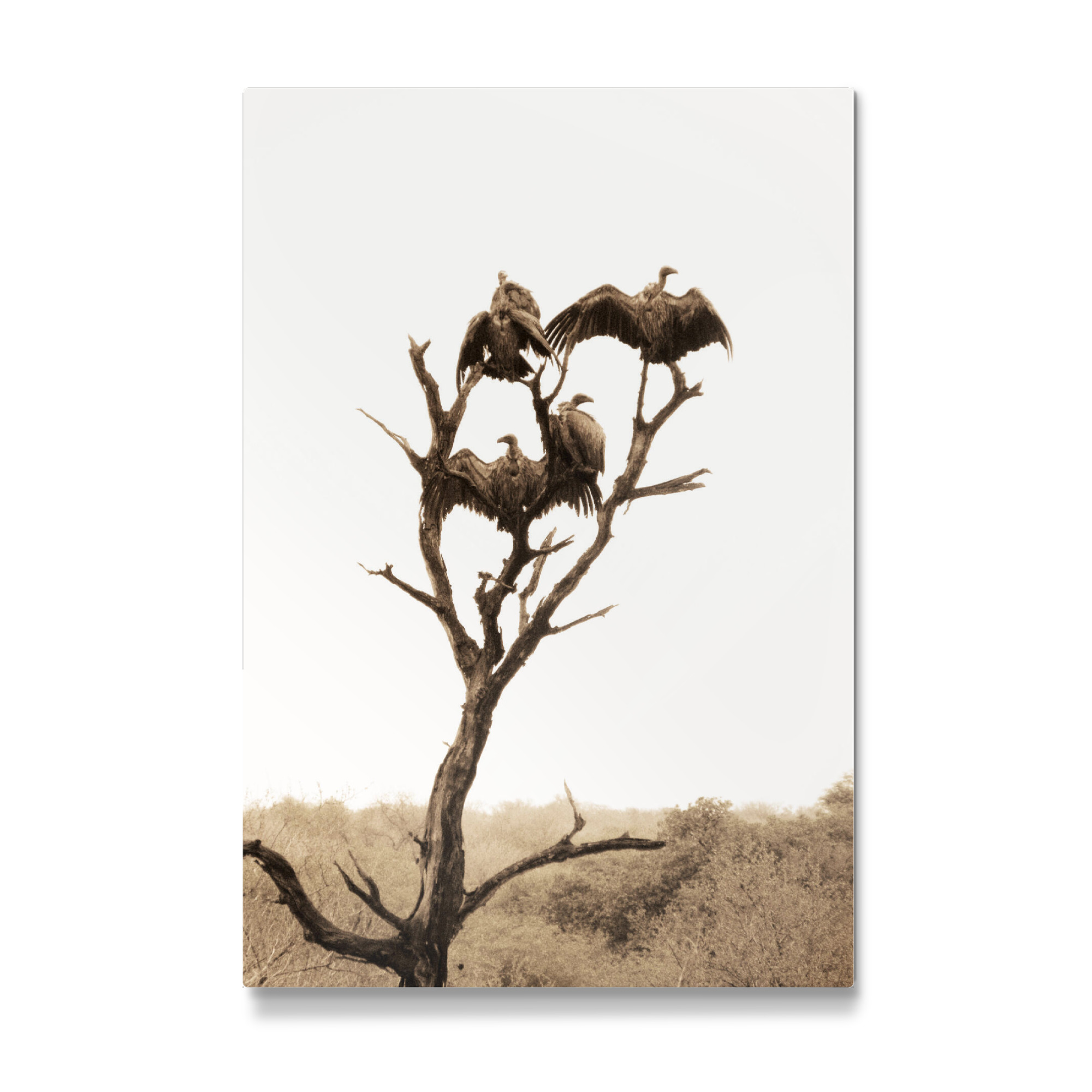Galerie-Print "Der Geierbaum" 75x50 cm artboxONE