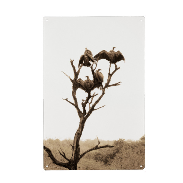 Holzbild "Der Geierbaum" artboxONE - Natur,Reise,Tiere,Reise / Afrika,Reise / Länder