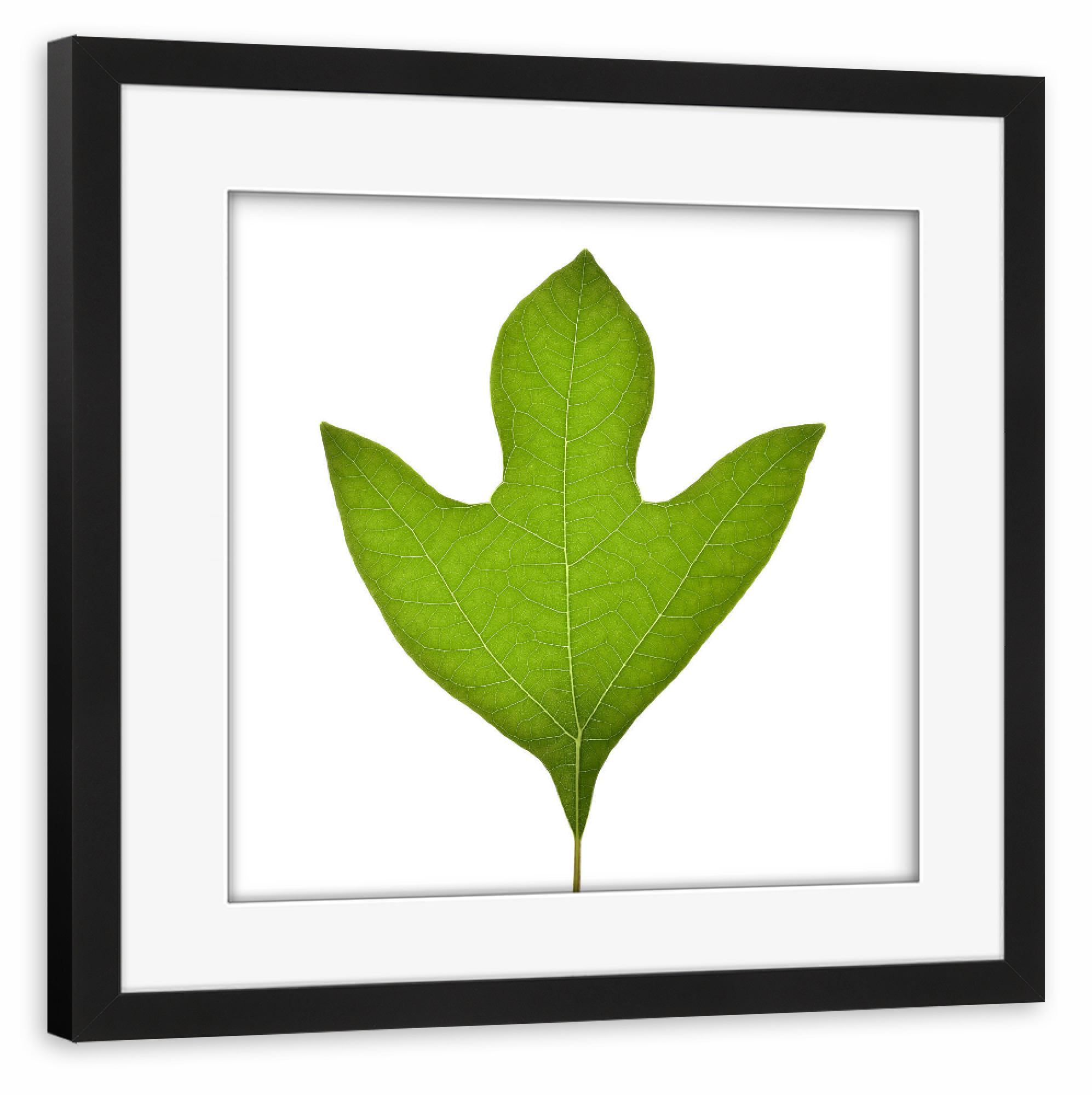 Poster mit Rahmen schwarz "Sassafras albidum" artboxONE - Natur,Floral