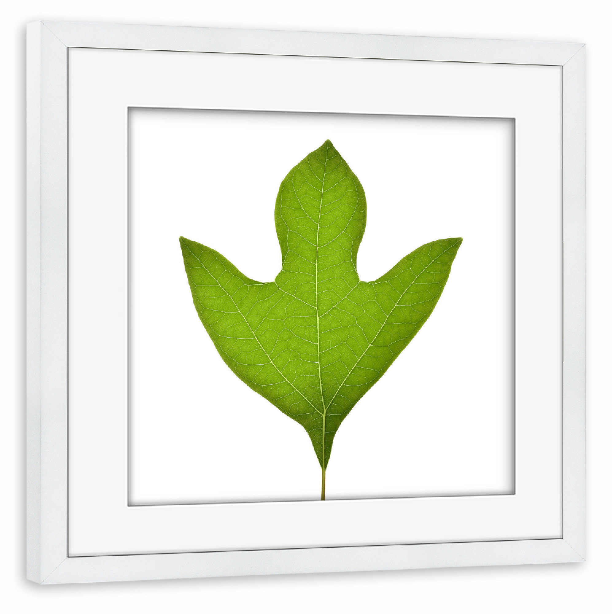 Poster mit Rahmen weiß "Sassafras albidum" artboxONE - Natur,Floral