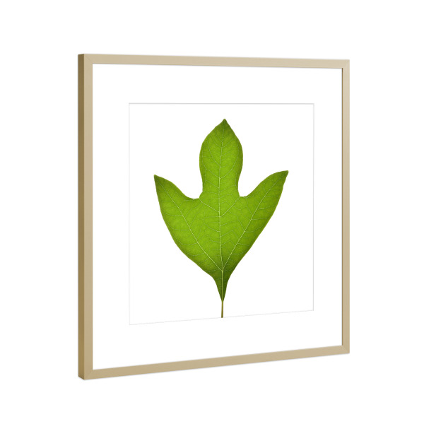 Poster mit Rahmen Gold "Sassafras albidum" artboxONE - Natur,Floral