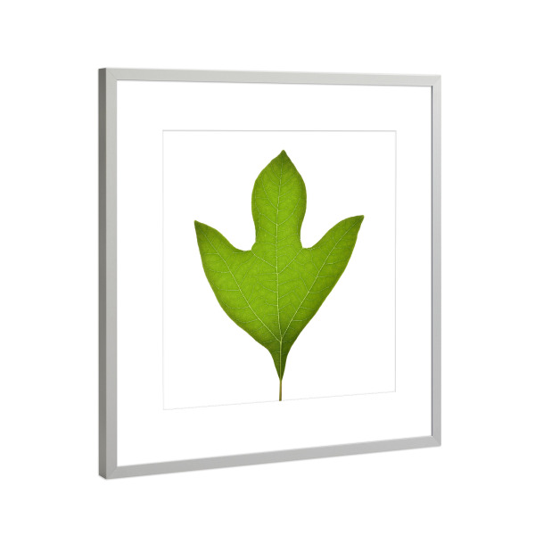 Poster mit Rahmen Silber "Sassafras albidum" artboxONE - Natur,Floral
