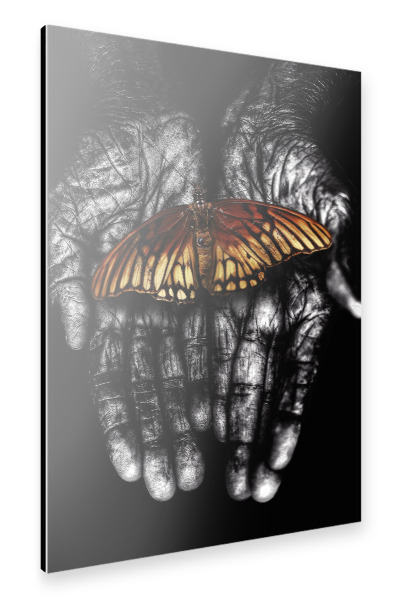 Alu-Dibond "Zarter Schmetterling" 30x20 cm artboxONE