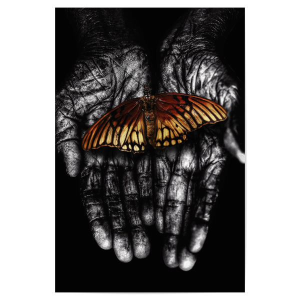 Poster 30x20 cm "Zarter Schmetterling" artboxONE - Tiere,Menschen,Männer