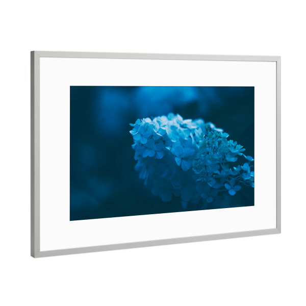 Poster mit Rahmen Silber "Limelight Hortensie" artboxONE - Natur,Floral