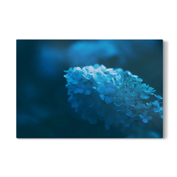 Galerie-Print "Limelight Hortensie" 30x20 cm artboxONE