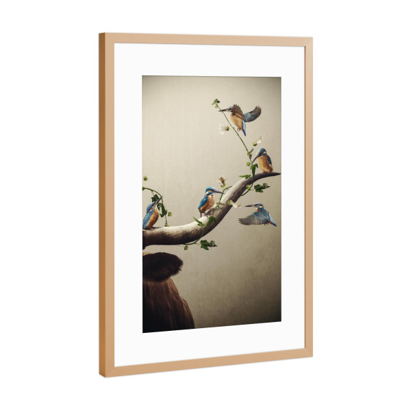 Poster mit Rahmen Kupfer "Eisvögel auf einem Horn" artboxONE - Floral,Tiere - Horn,Stier,Kuh,Eisvogel,Eisvögel,Kleine vögel,Vogel,Hochlandrind