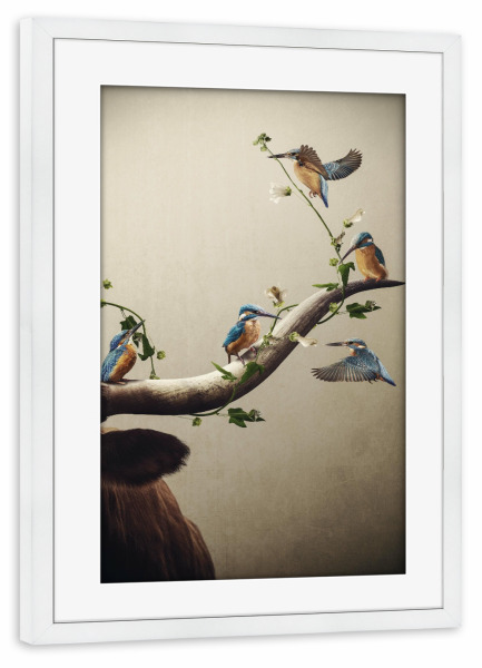 Poster mit Rahmen weiß "Eisvögel auf einem Horn" artboxONE - Floral,Tiere - Horn,Stier,Kuh,Eisvogel,Eisvögel,Kleine vögel,Vogel,Hochlandrind
