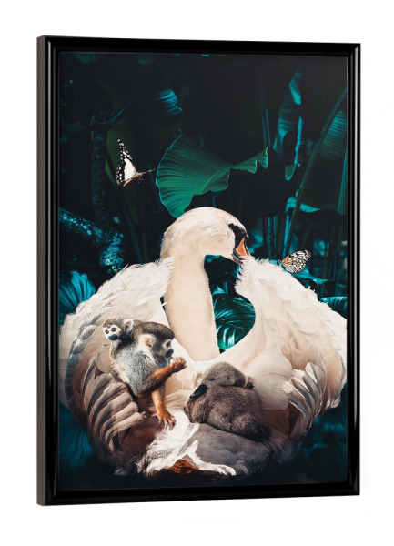 Poster mit schwarzem Rahmen "Schwanenmutter" artboxONE - Natur,Tiere - Schwan,Dschungel,Wasser,Schwan mit baby,Schwan mit küken,Tier