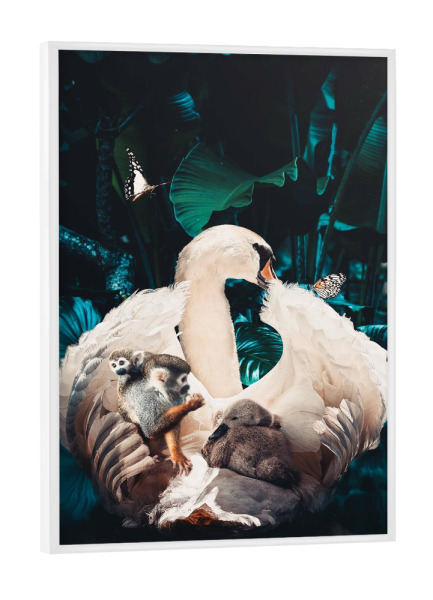 Poster mit weißem Rahmen "Schwanenmutter" artboxONE - Natur,Tiere - Schwan,Dschungel,Wasser,Schwan mit baby,Schwan mit küken,Tier