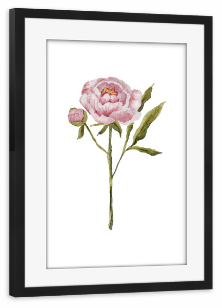 Poster mit Rahmen schwarz "Aquarell rosa Pfingstrose" artboxONE - Floral