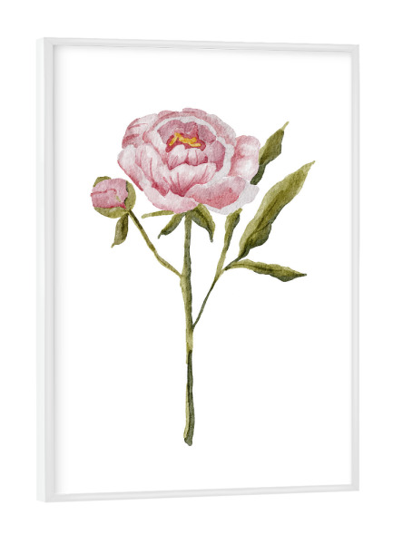 Poster mit weißem Rahmen "Aquarell rosa Pfingstrose" artboxONE - Floral
