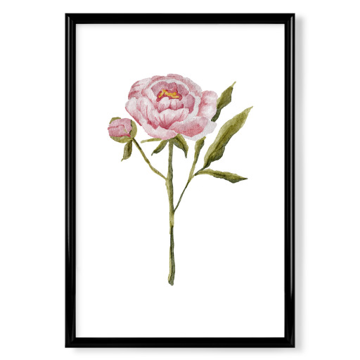 Aquarell rosa Pfingstrose