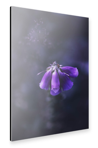 Alu-Dibond "Fuchskraut" 30x20 cm artboxONE