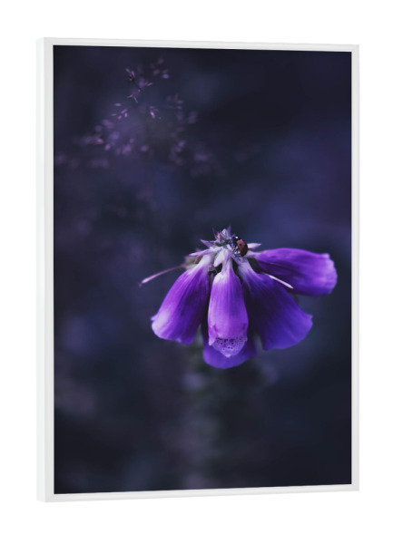 Poster mit weißem Rahmen "Fuchskraut" artboxONE - Natur,Floral,Tiere