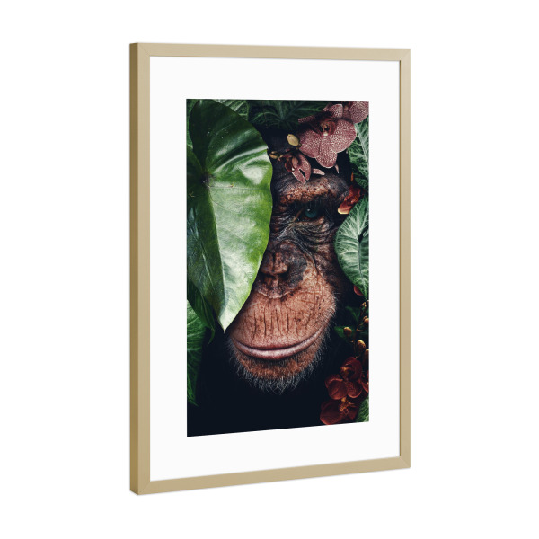 Poster mit Rahmen Gold "Schimpanse" artboxONE - Natur,Floral,Tiere - Affe,Schimpanse,Schimpanse,Dschungel,Blätter,Blumen,Tier