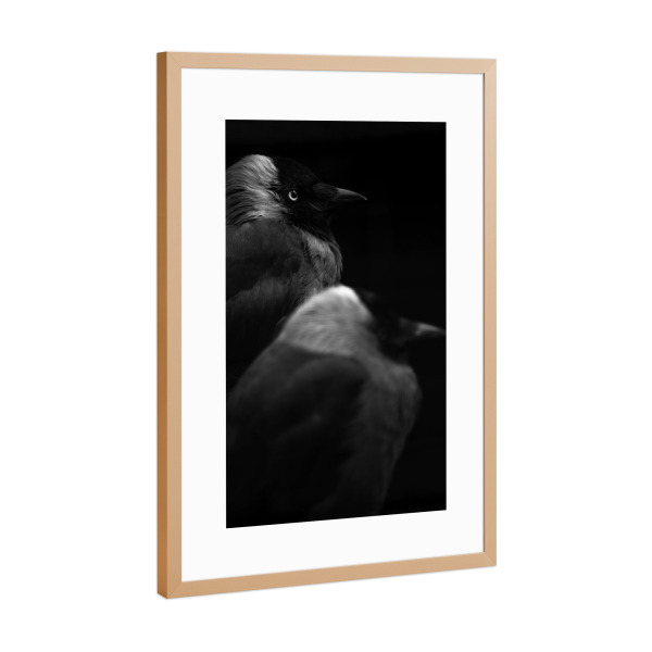 Poster mit Rahmen Kupfer "Rabenvögel" artboxONE - Natur,Tiere
