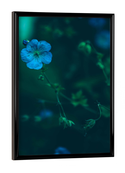 Poster mit schwarzem Rahmen "Blaue Blume" artboxONE - Natur,Floral
