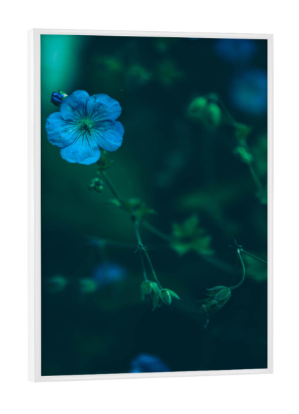 Poster mit weißem Rahmen "Blaue Blume" artboxONE - Natur,Floral