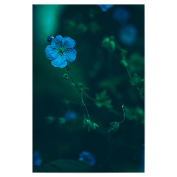 Poster "Blaue Blume" artboxONE - Natur,Floral