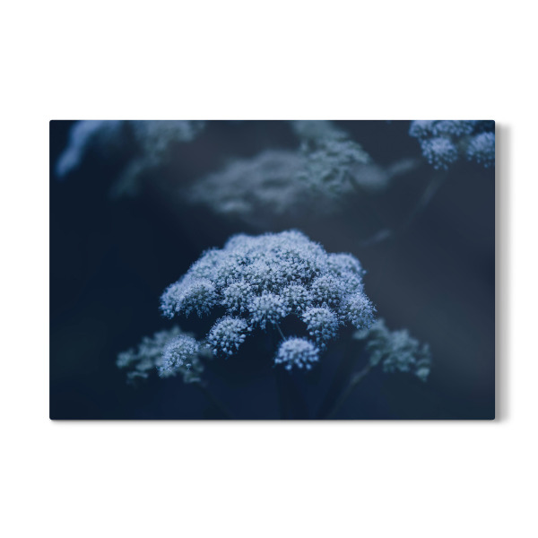 Galerie-Print "Engelwurz im Wald" 30x20 cm artboxONE