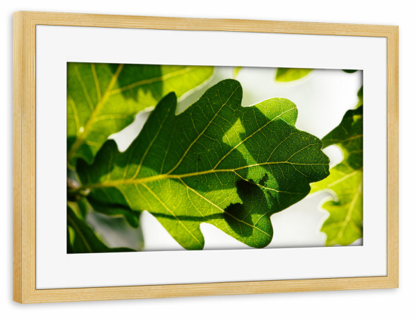 Poster mit Rahmen kiefer "Eichenblatt mit Ameisen" artboxONE - Natur,Tiere