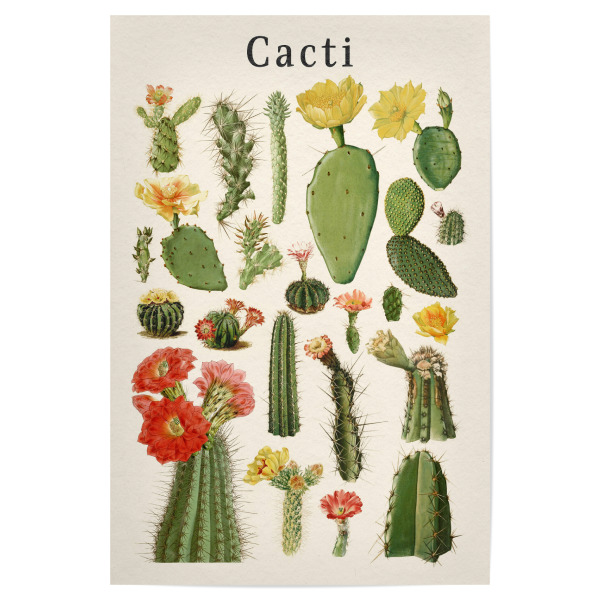Poster "Kakteen-Sammlung" artboxONE - Natur,Floral,Für Kinder,Reise / Afrika,Für Mama