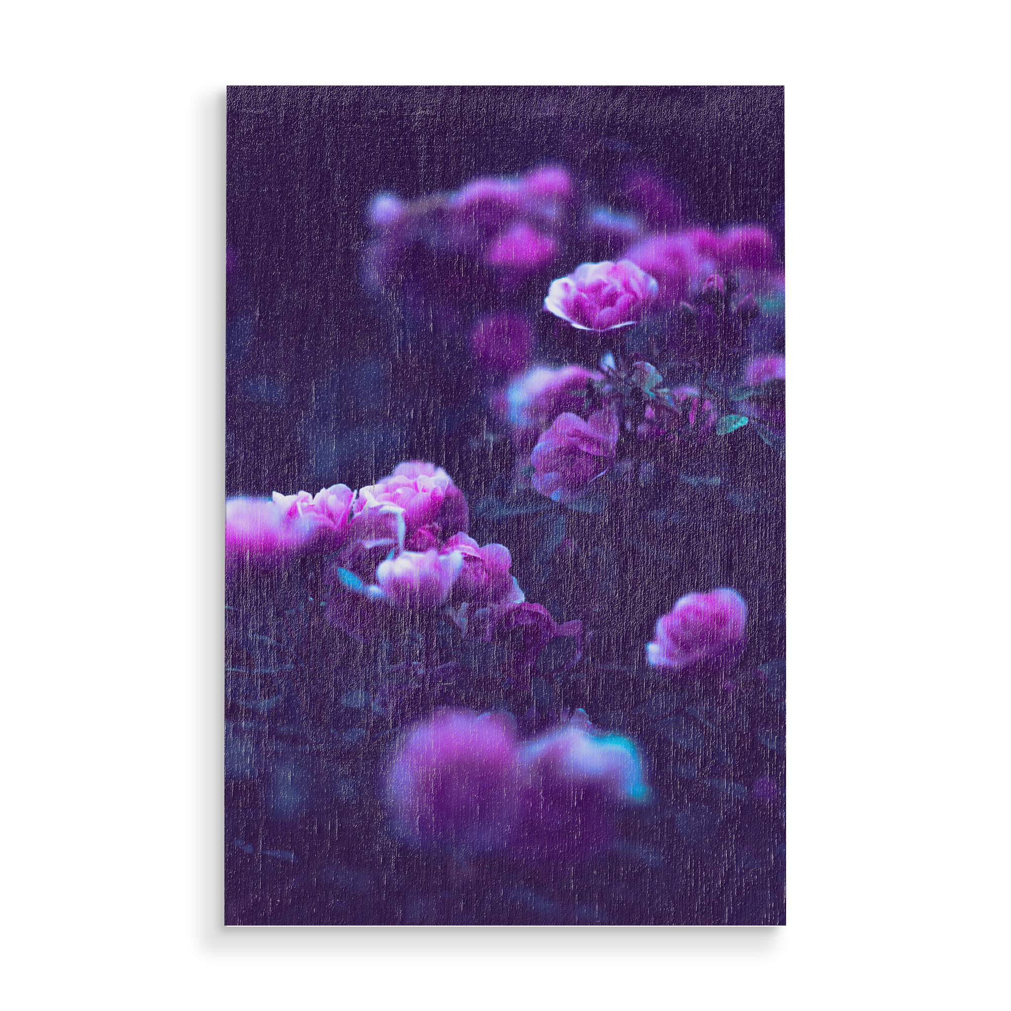 Holzbild "Pinke Rosen Nahaufnahme" artboxONE - Natur,Floral