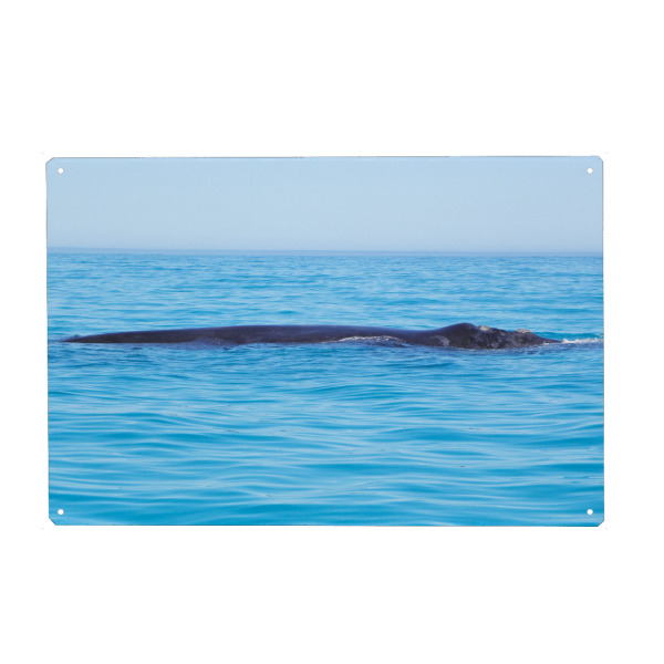 Holzbild "Ein Southern Right Whale" artboxONE - Natur,Tiere,Reise / Strand und Meer,Reise / Afrika,Reise / Länder