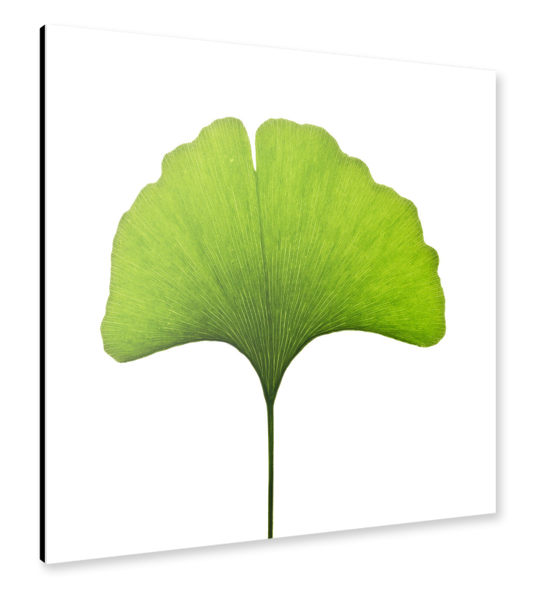 Alu-Dibond "Ginkgo biloba" 30x30 cm artboxONE