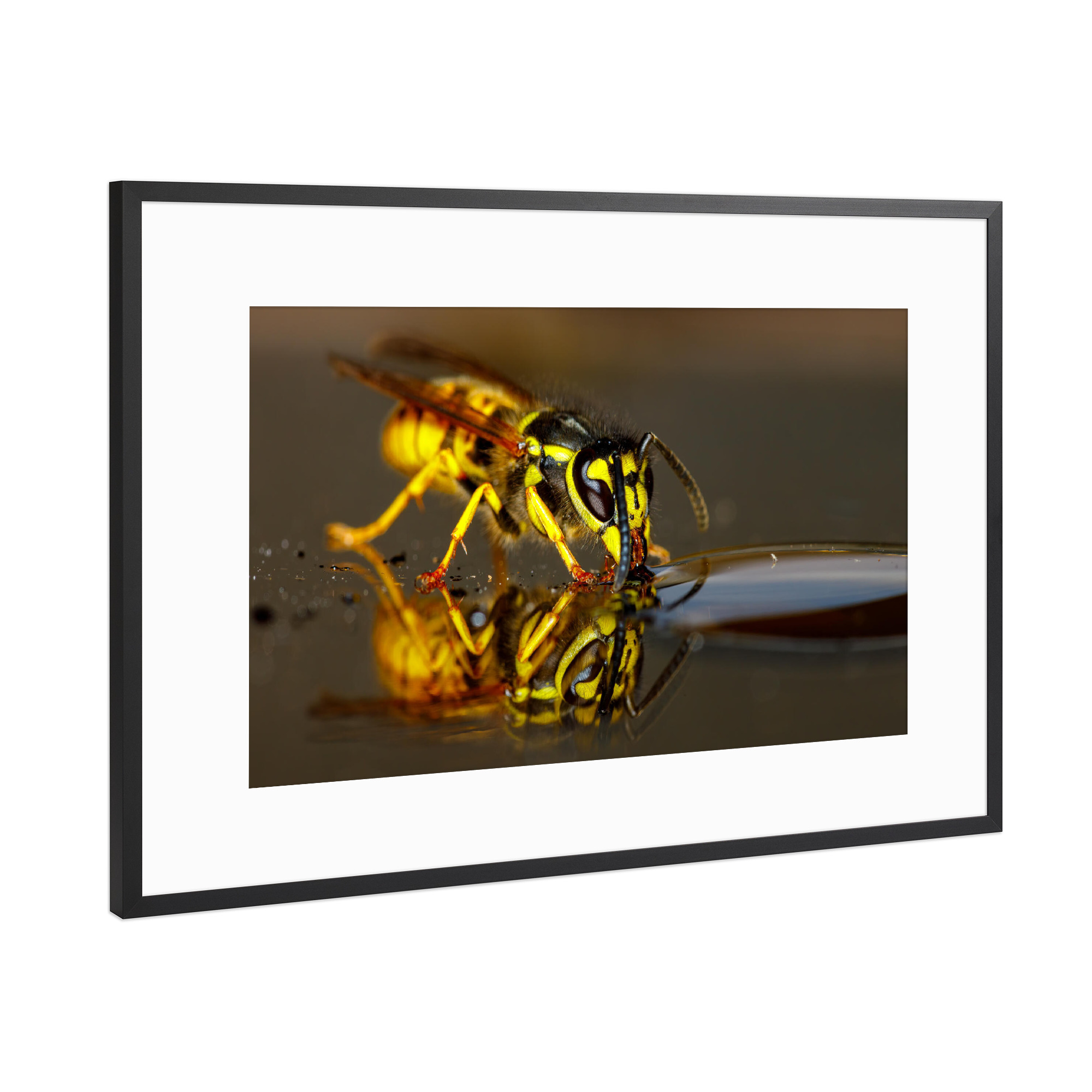 Poster mit Rahmen Schwarz (Metallic) "Wespe beim trinken" artboxONE - Tiere - Wespe,Kopf,Wespenkopf,Insekt,Insekten,Wespen