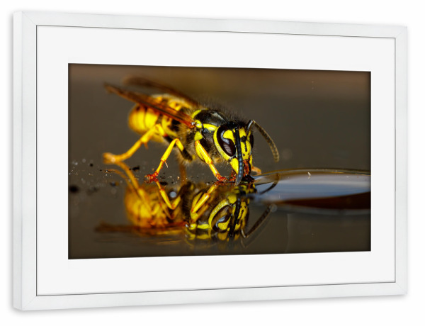 Poster mit Rahmen weiß "Wespe beim trinken" artboxONE - Tiere - Wespe,Kopf,Wespenkopf,Insekt,Insekten,Wespen