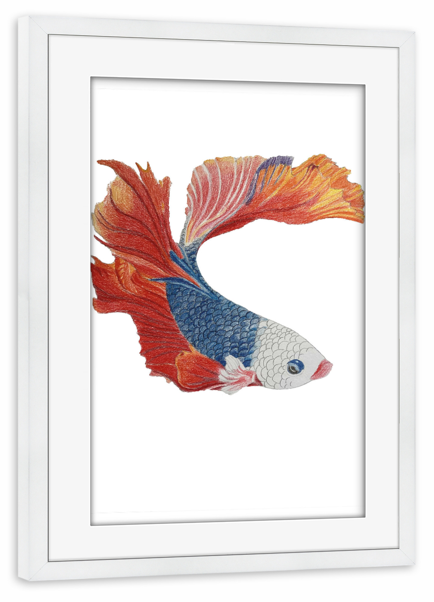 Poster mit Rahmen weiß "Blau-roter Fisch" artboxONE - Tiere - Fisch,Koi,Illustration,Animal,Tier,Fish,Meer,Unterwasser