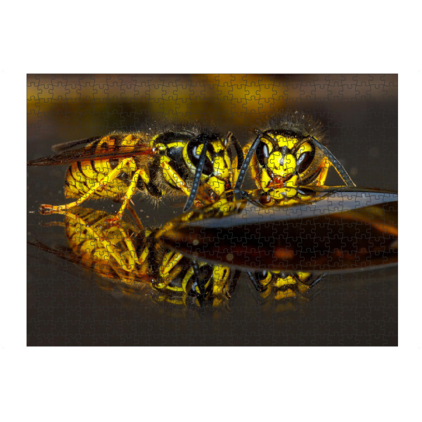 artboxONE Puzzle "Wespen beim trinken" artboxONE - Tiere - Wespe,Kopf,Wespenkopf,Insekt,Insekten,Wespen,Trinken - Bild wespe