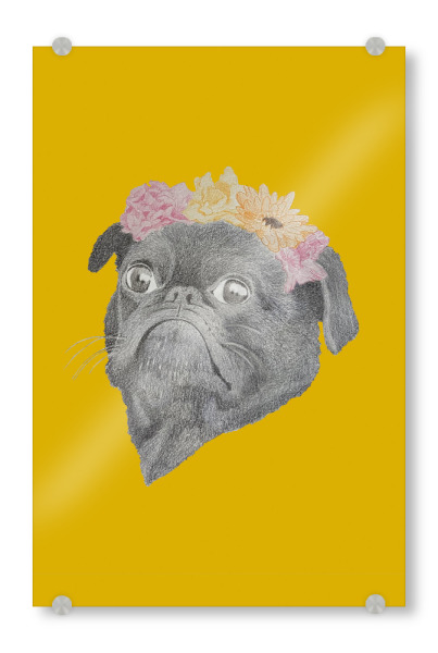 Acrylglasbild "Lustiger Mops mit Blumen" artboxONE - Für Kinder,Tiere - Mops,Hund,Dog,Animal,Tier,Tierportrait,Animalportrait,Illustration,Buntstift