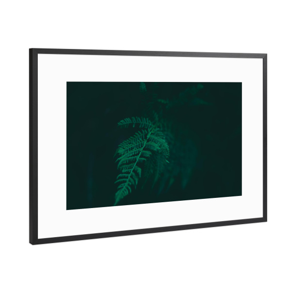 Poster mit Rahmen Schwarz (Metallic) "Farnwedel im Wald" artboxONE - Natur