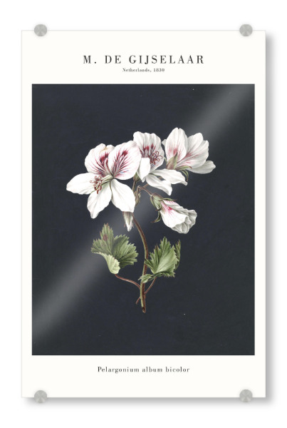 Acrylglasbild "Gijselaar - Pelargonium" artboxONE - Natur,Floral - Botanik,Botanisch,Blume,Blüte,Natur,Floral,Pflanze,Kunst,Malerei,Gemälde