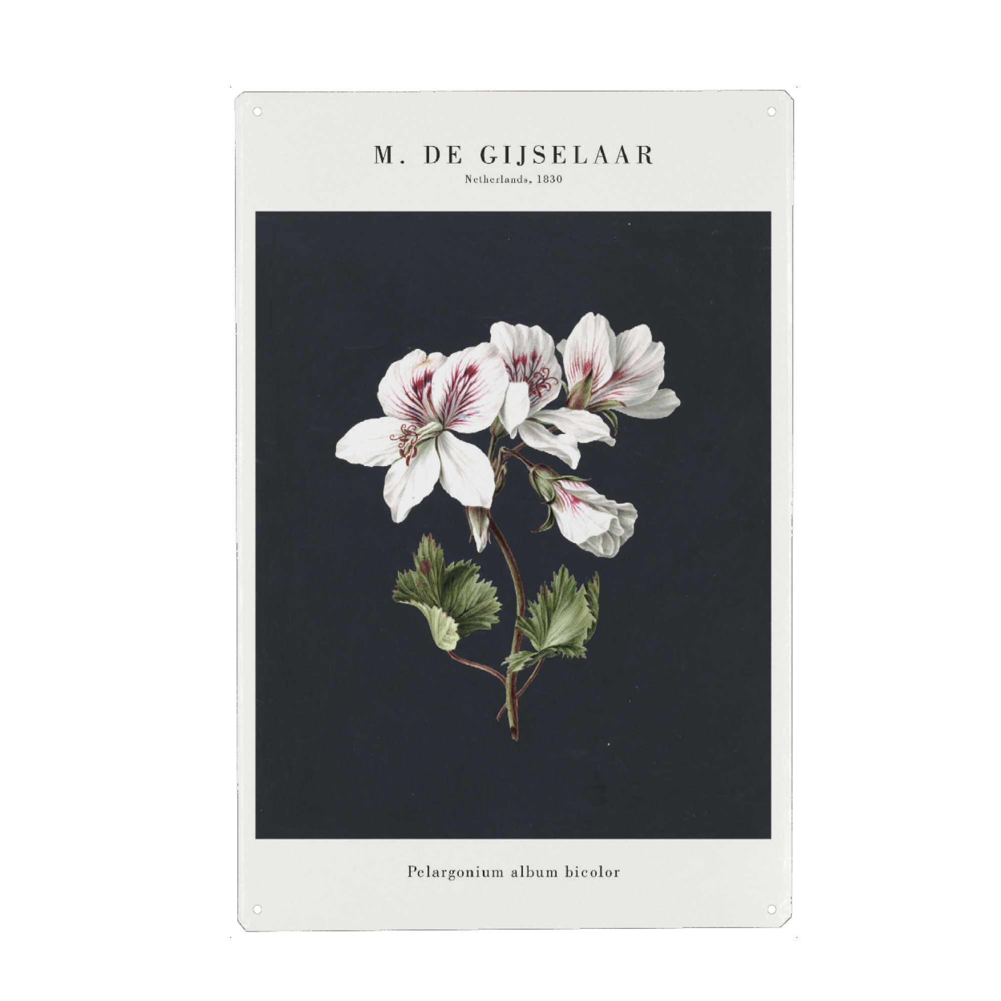 Holzbild "Gijselaar - Pelargonium" artboxONE - Natur,Floral - Botanik,Botanisch,Blume,Blüte,Natur,Floral,Pflanze,Kunst,Malerei,Gemälde