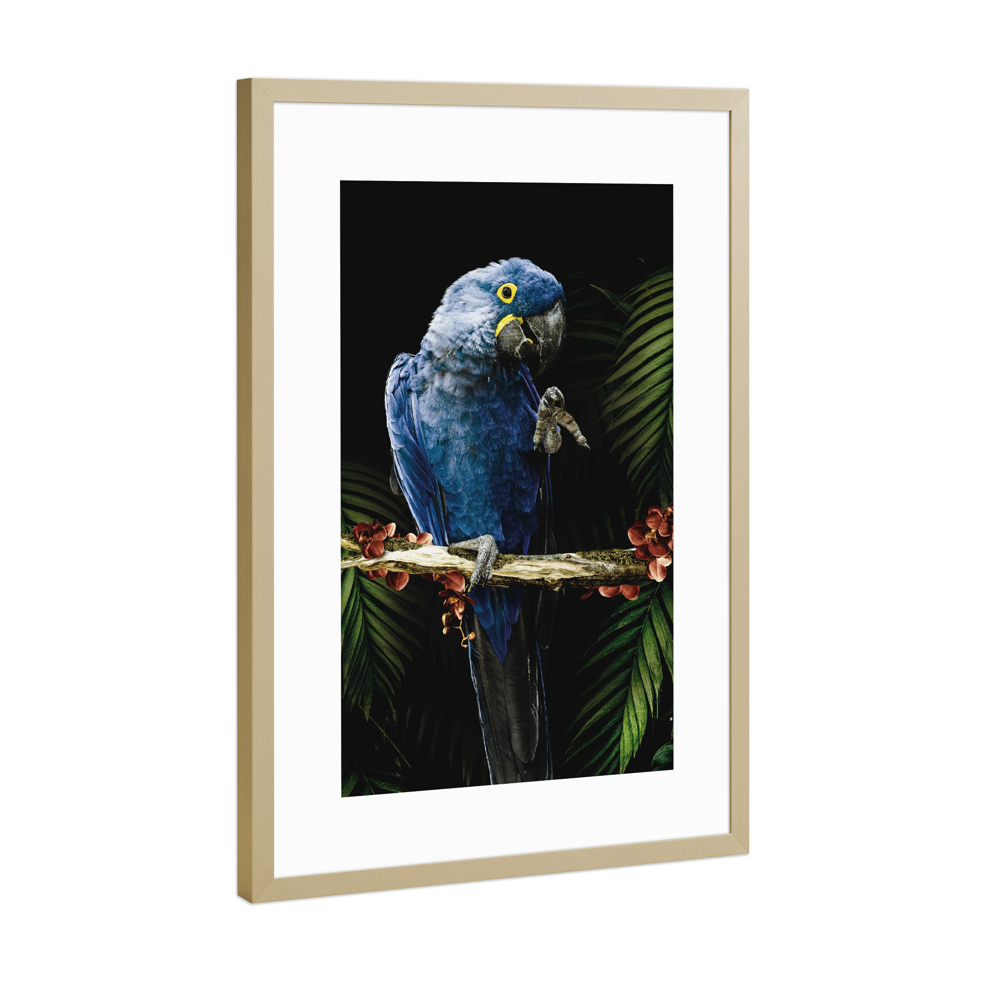 Poster mit Rahmen Gold "Ara-Dschungel-Papagei" artboxONE - Natur,Tiere - Papagei,Ara,Ara-papagei,Dschungel,Blätter,Vogel,Tier